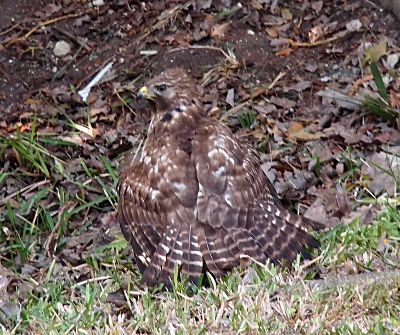 [Hawk standing is on a grassy hillside with its back to the camera and its head turned to the left. It has its tail feathers fanned and its wings partiall open as if it is mantling something at its feet.]